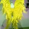 Ailes En Plumes De Coq -Halloween Soldes Magasin 800x800 1123
