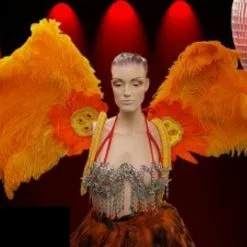 Dos De Plumes Ailes Oie Et Autruche